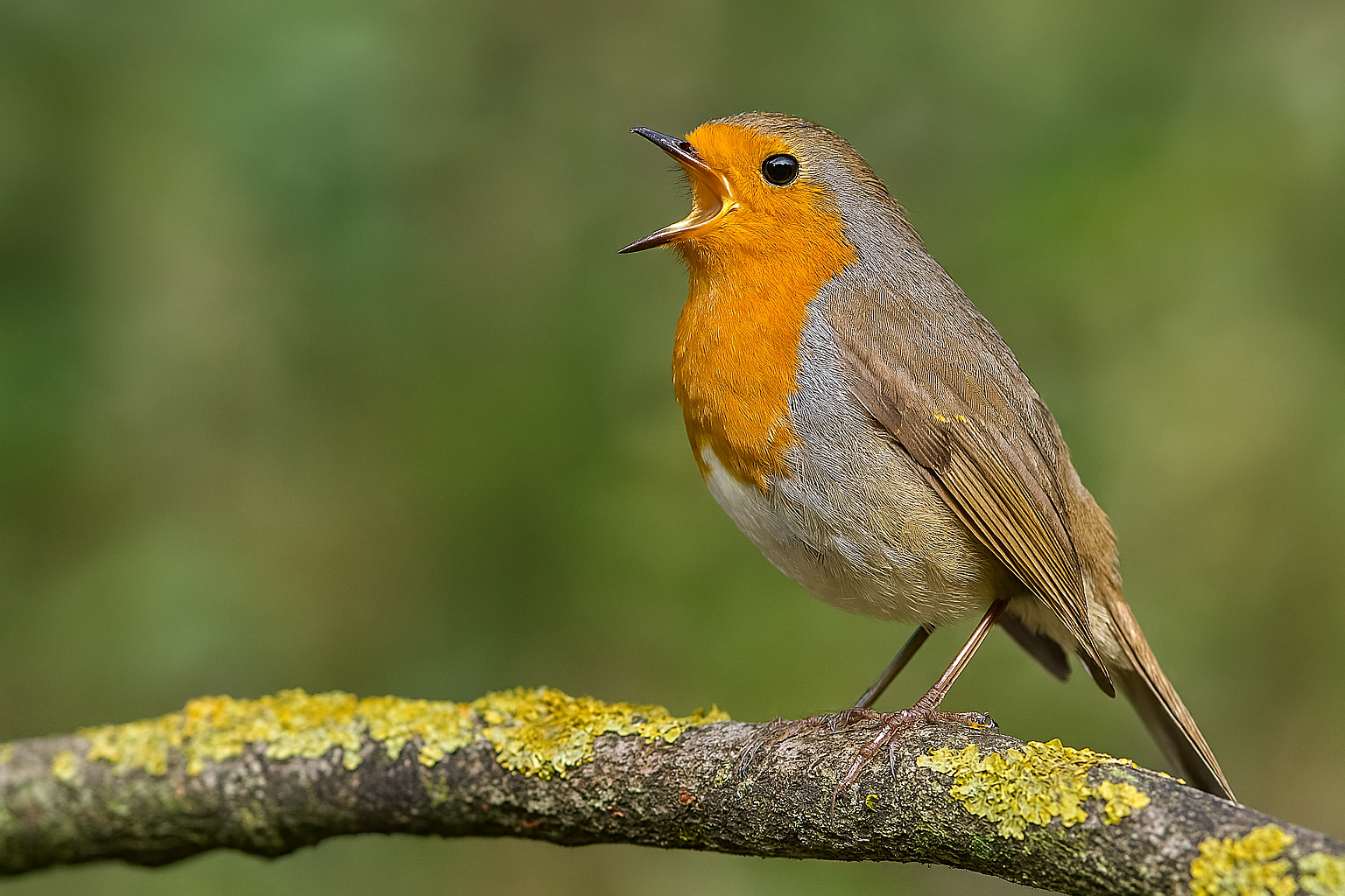 Los cantos de aves más bonitos del mundo