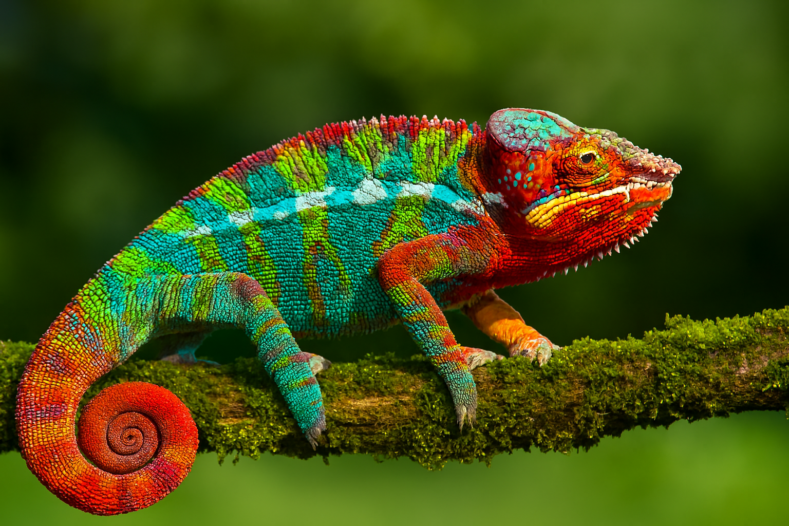 Los camaleones más coloridos del mundo