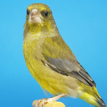 Alejandro Fernandez Martin