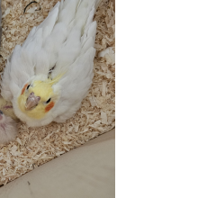 elena FERNANDEZ martinez