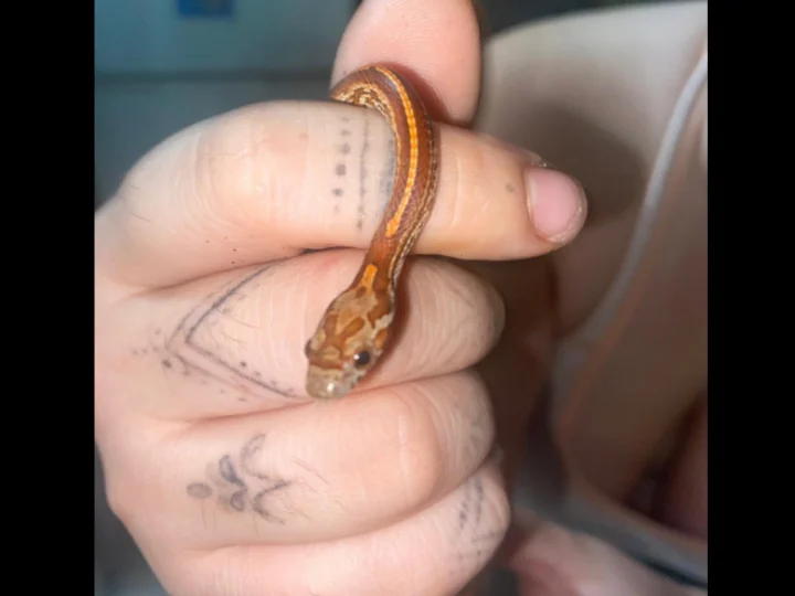 Pantherophis guttatus