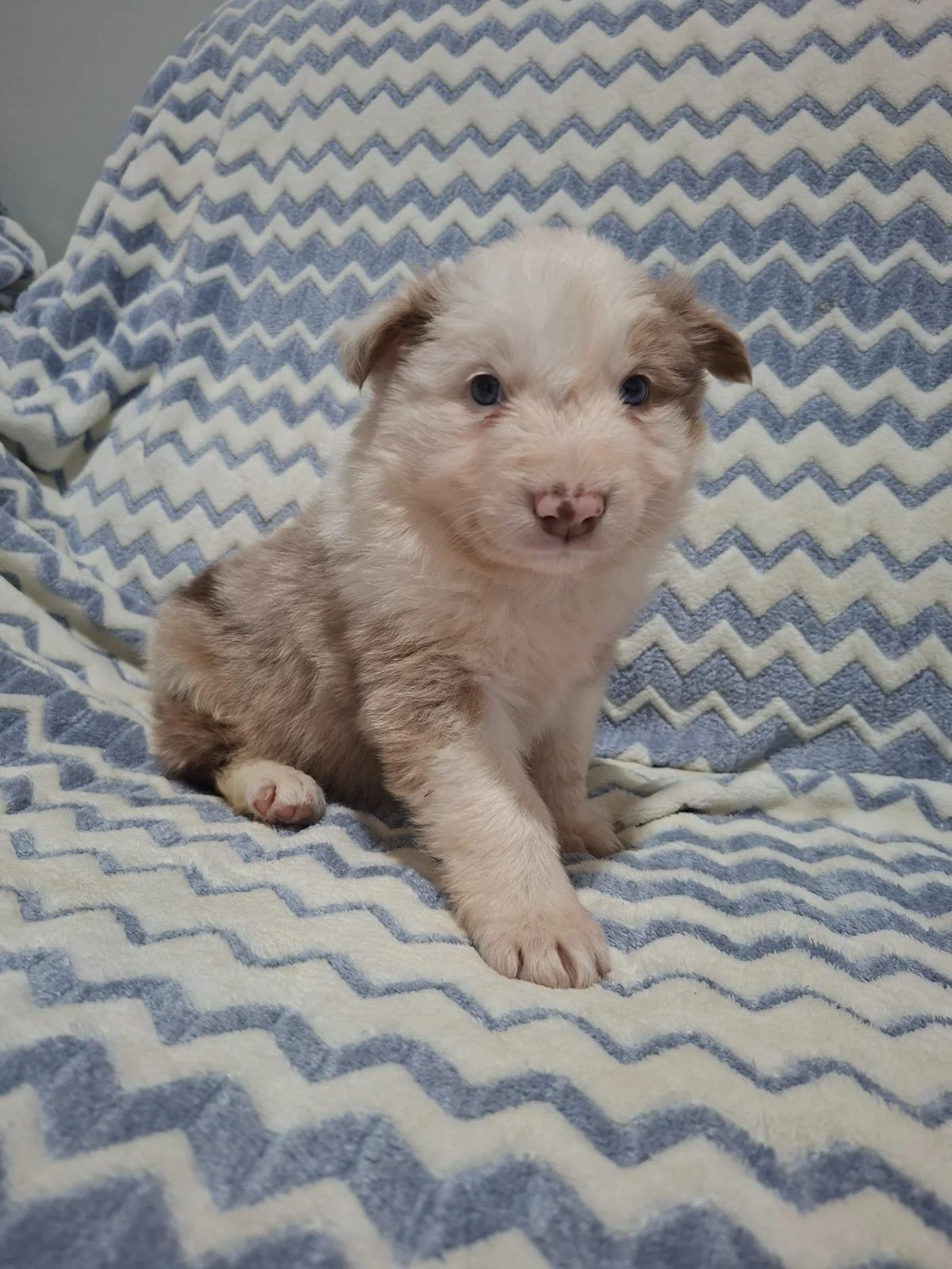 Border collie disponible