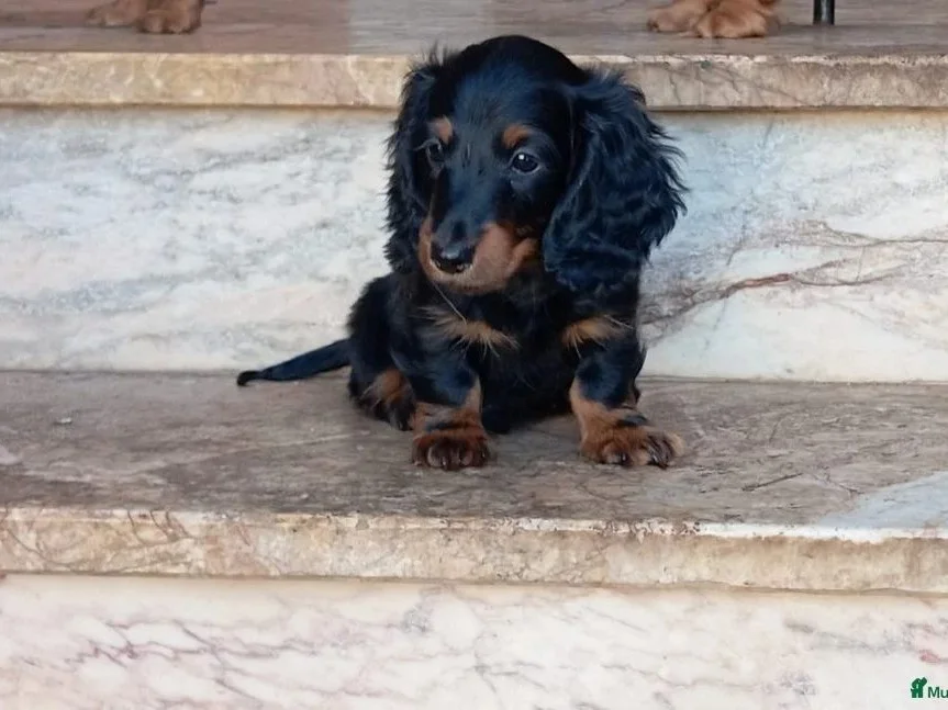 Teckel pelo largo espectaculares