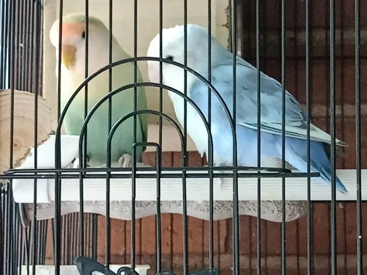 Cedo agapornis papilleros Fischer y Roseicollis