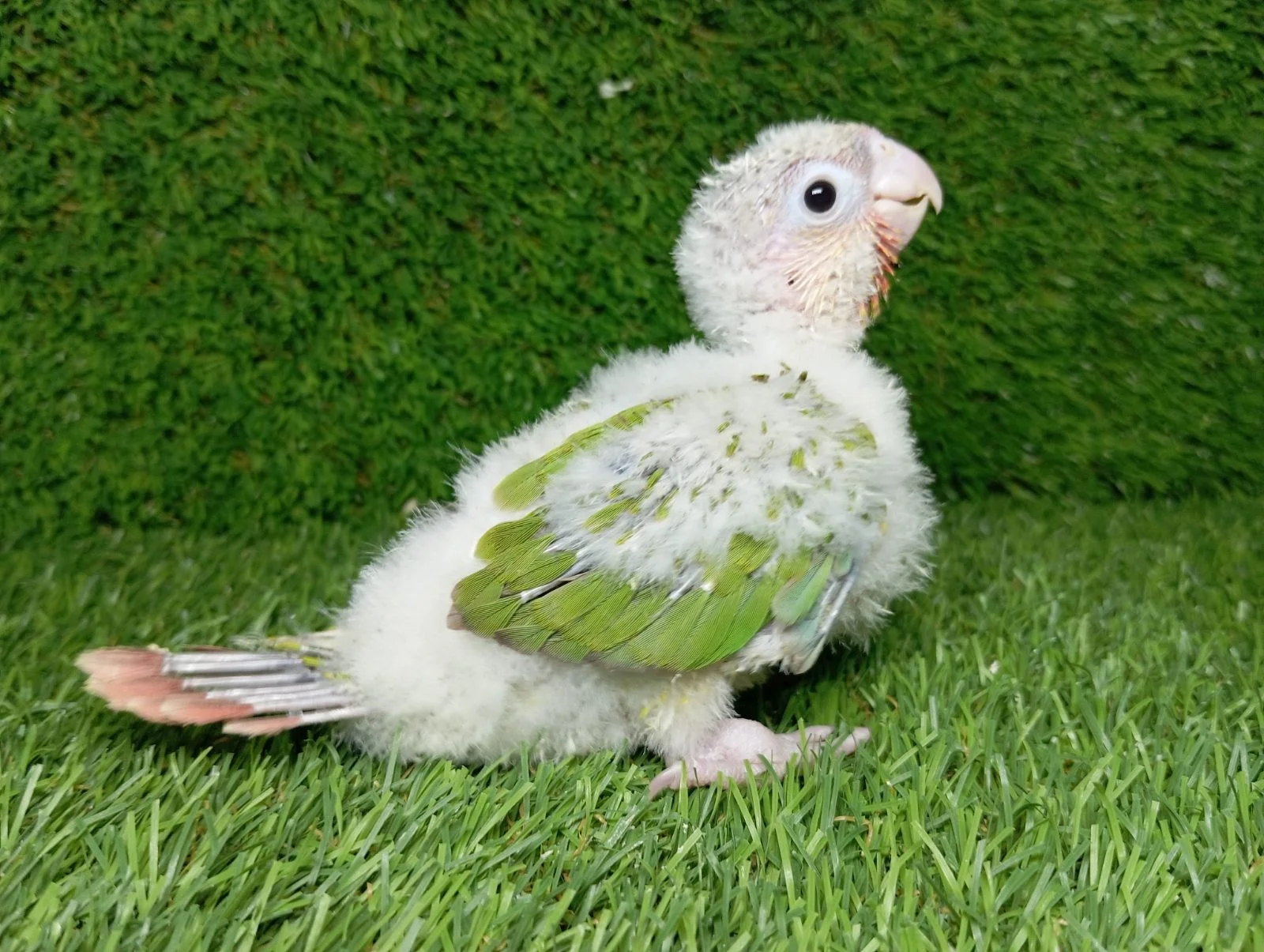 Pyhurras y ninfas papilleras