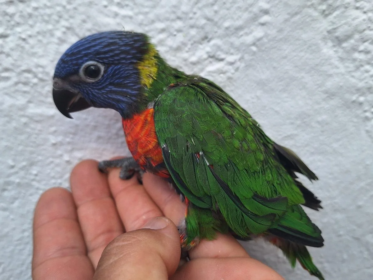 Loro de loris arcoiris papilleros