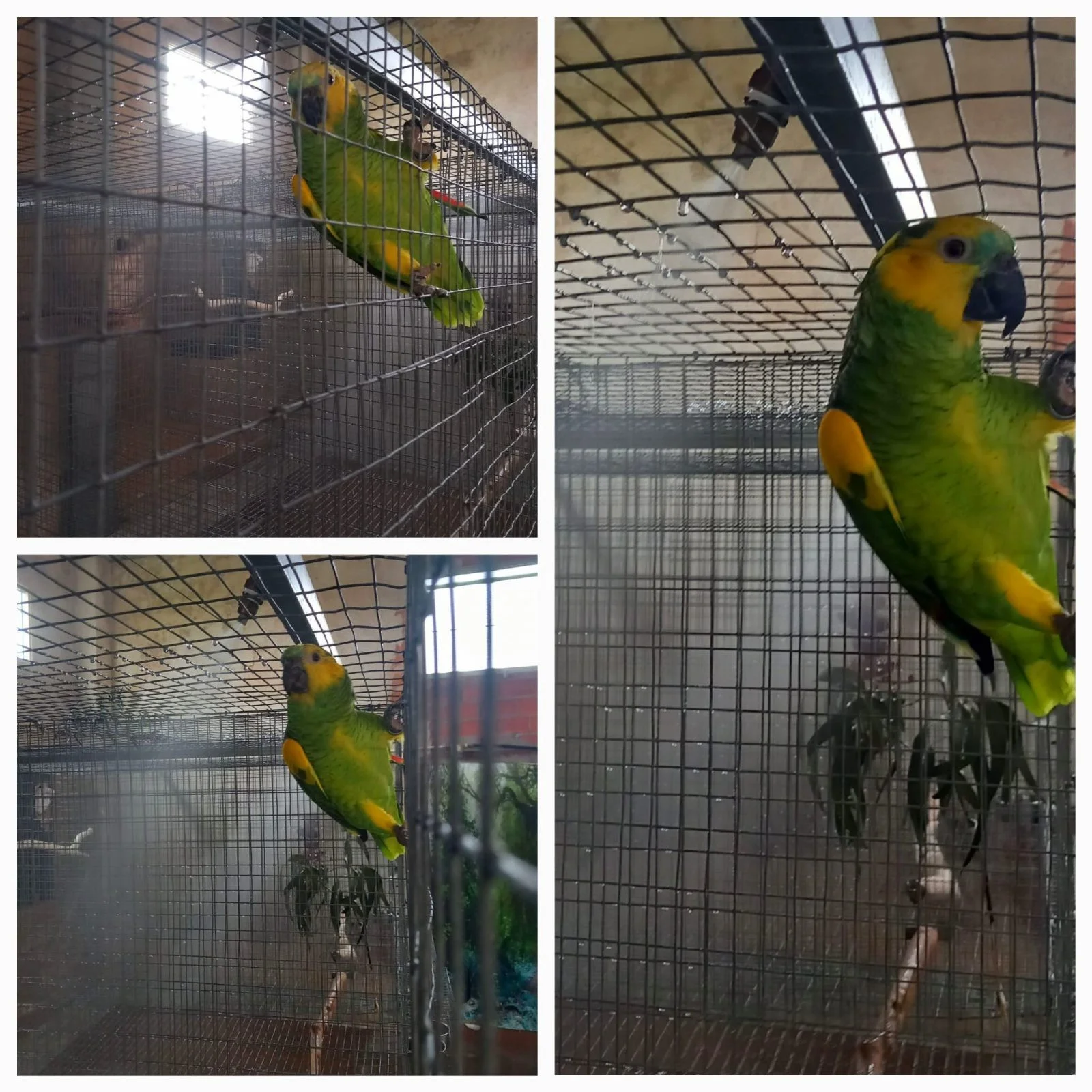 Loro Amazonico de Frente Azul