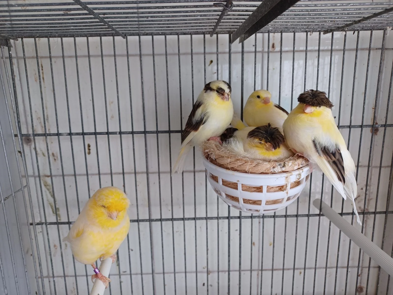 Canario gloster y otros