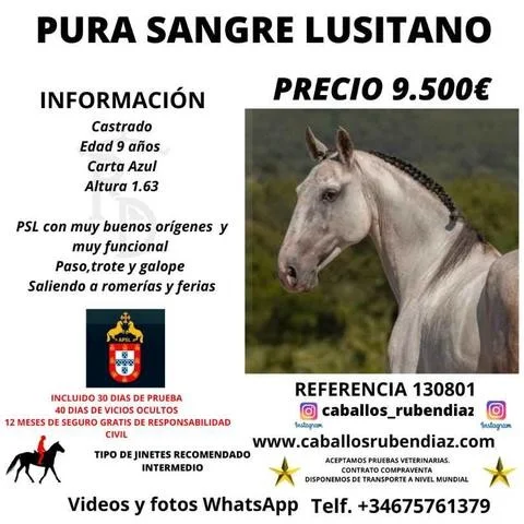 PURA SANGRE LUSITANO