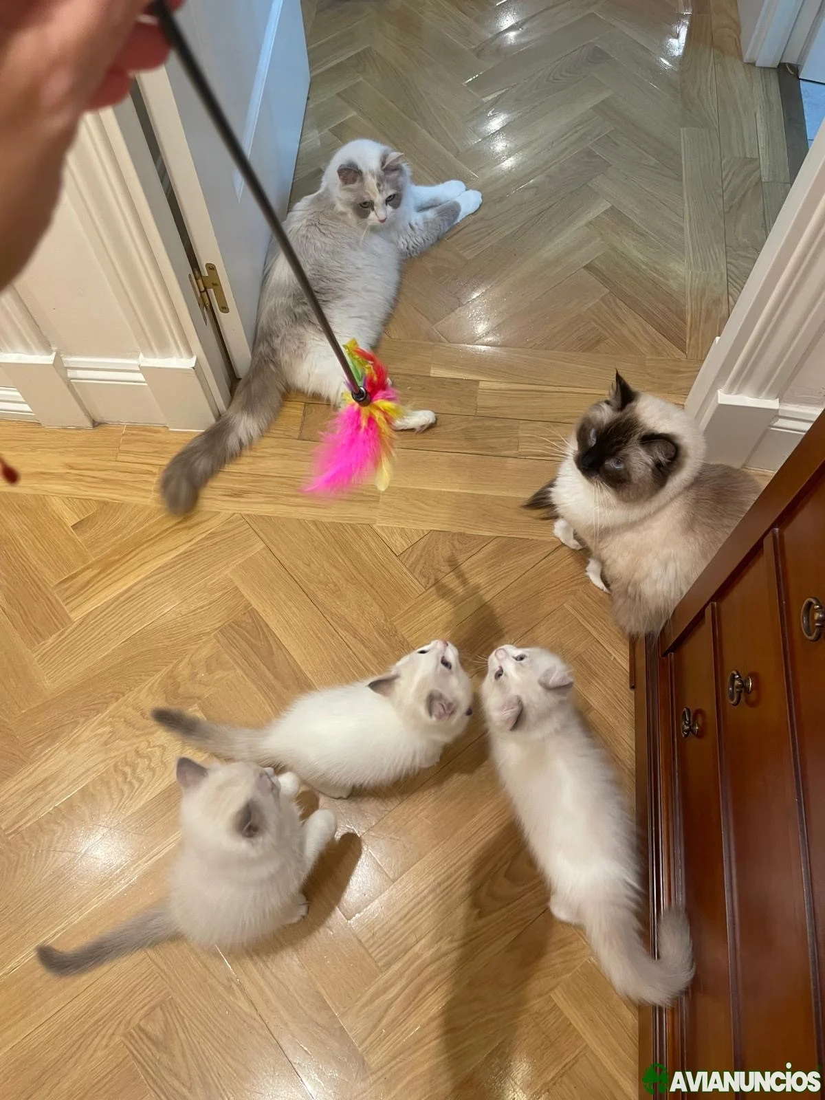 RAGDOLL 2026 622007726