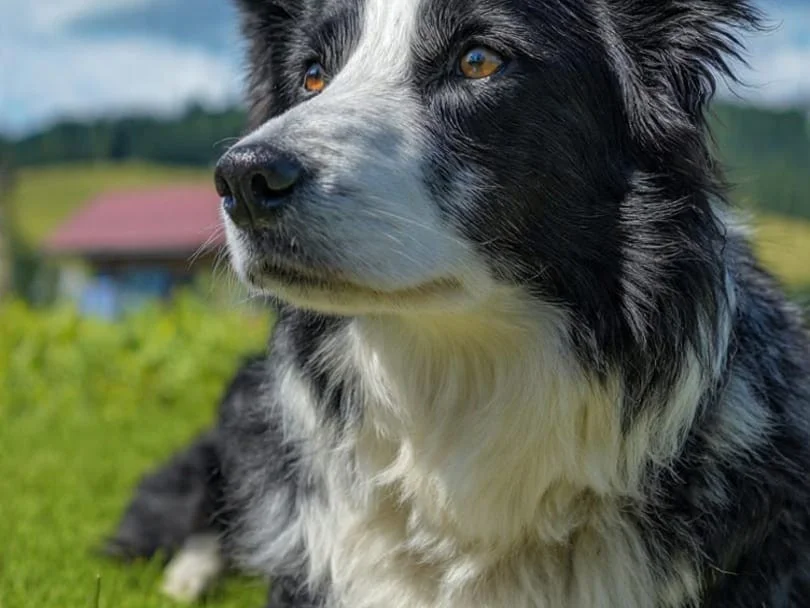 ultimo cachorro de border collie