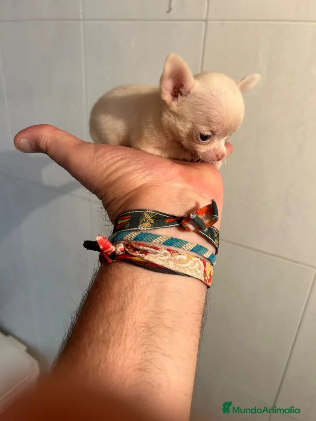 Chihuahuas Micro Toy Toy Toy Calidad Toy