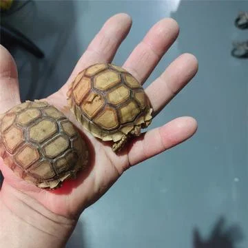 tortugas sulcata hembras y machos