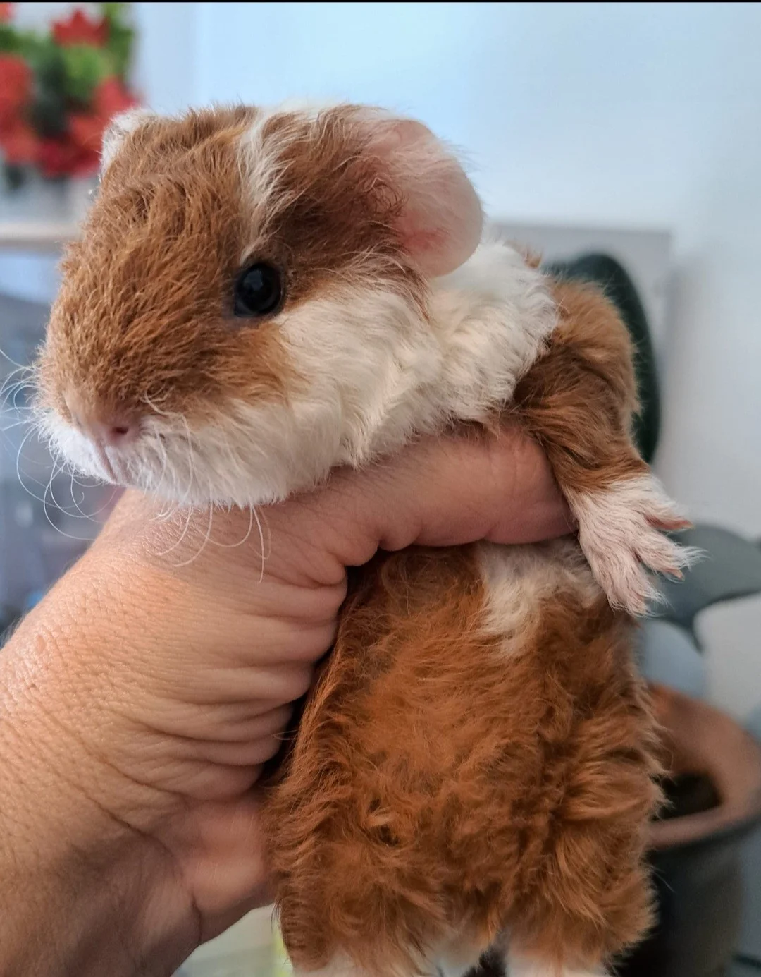 Cobayas Texel y Teddy