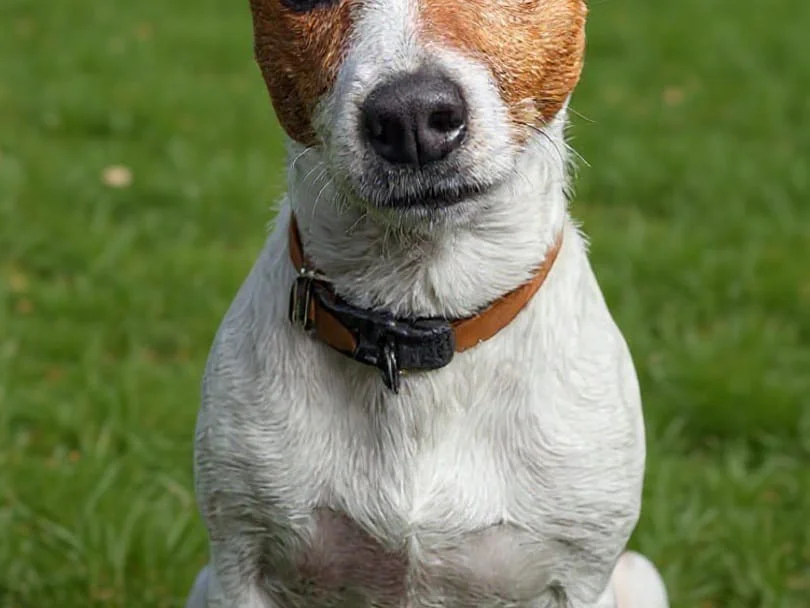 ultimos jack russell de ensueño