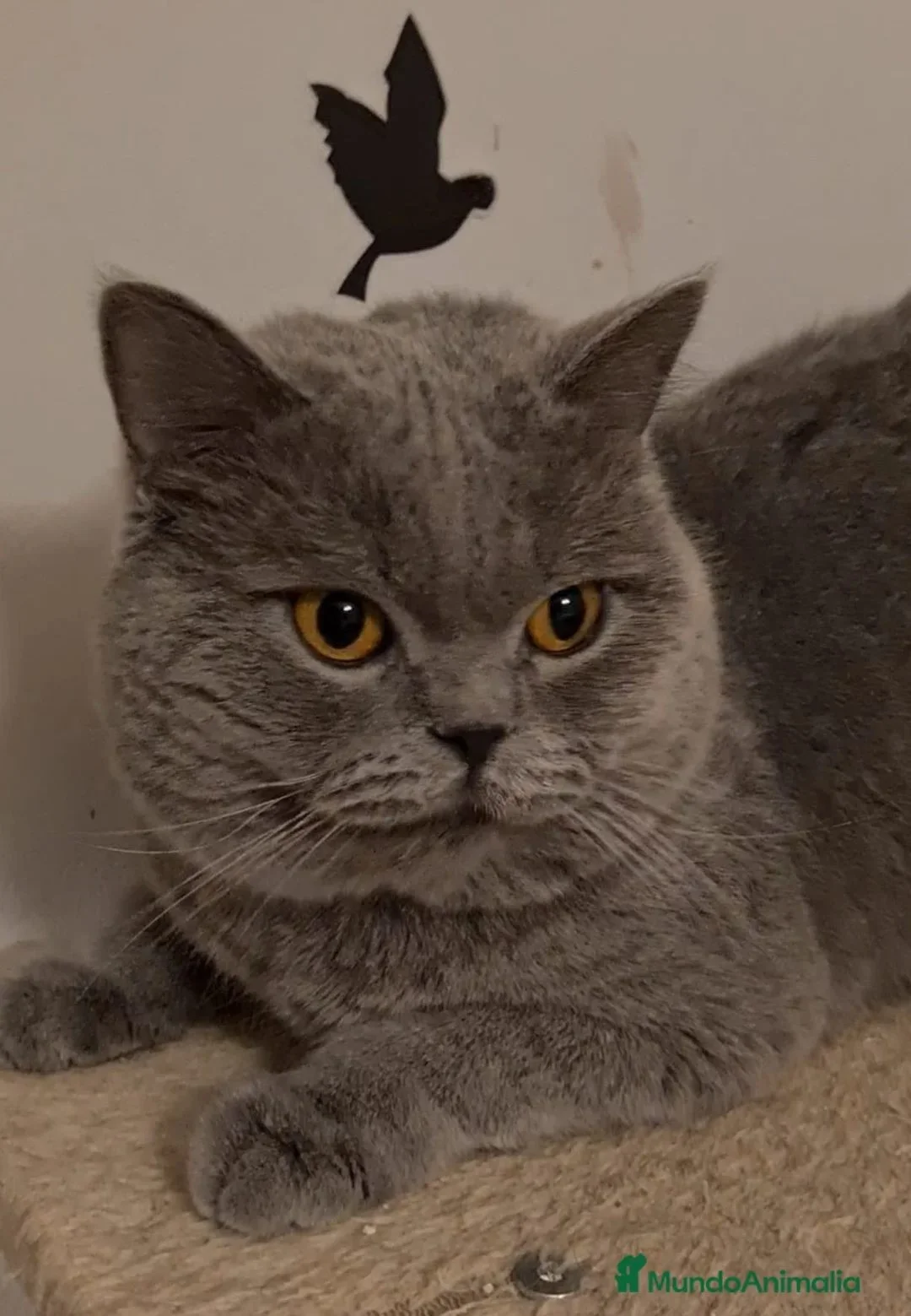 Brithis blues bebes preciosos disponibles