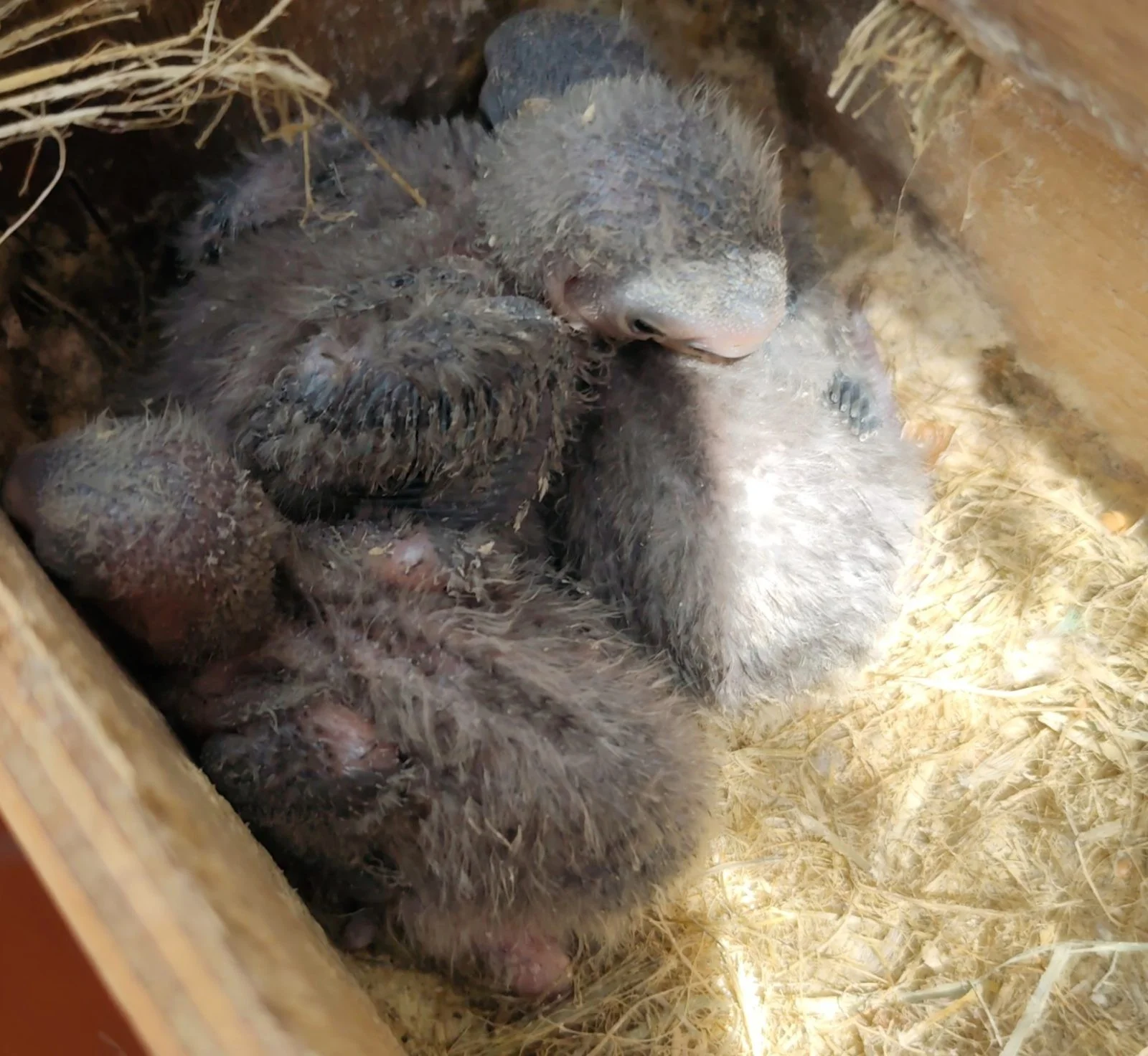 Agapornis roseicollis papilleros