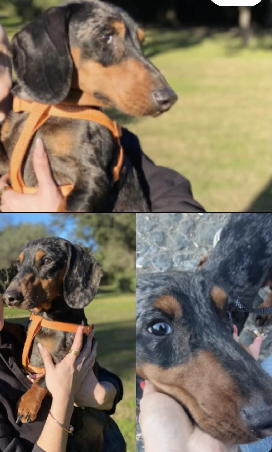 Teckel arlequin plata