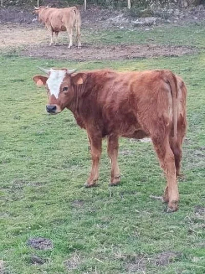 becerras cruzadas de hereford