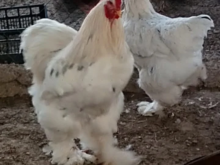 Brahamas Splash gigantes