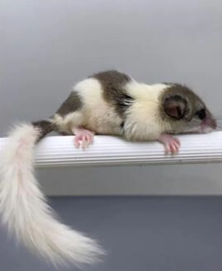 Lirón pigmeo africano mosaico