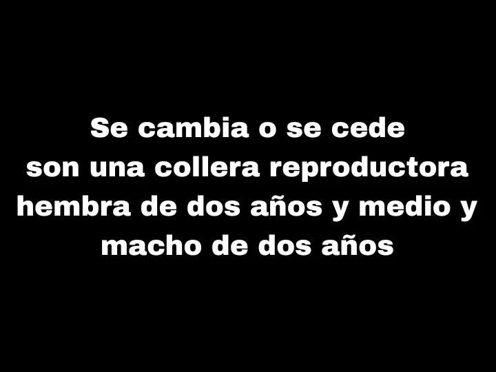 Collera reproductora de conejos holandés enano mini