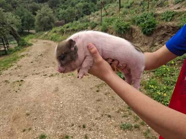 cerditos gottingen miniaturas