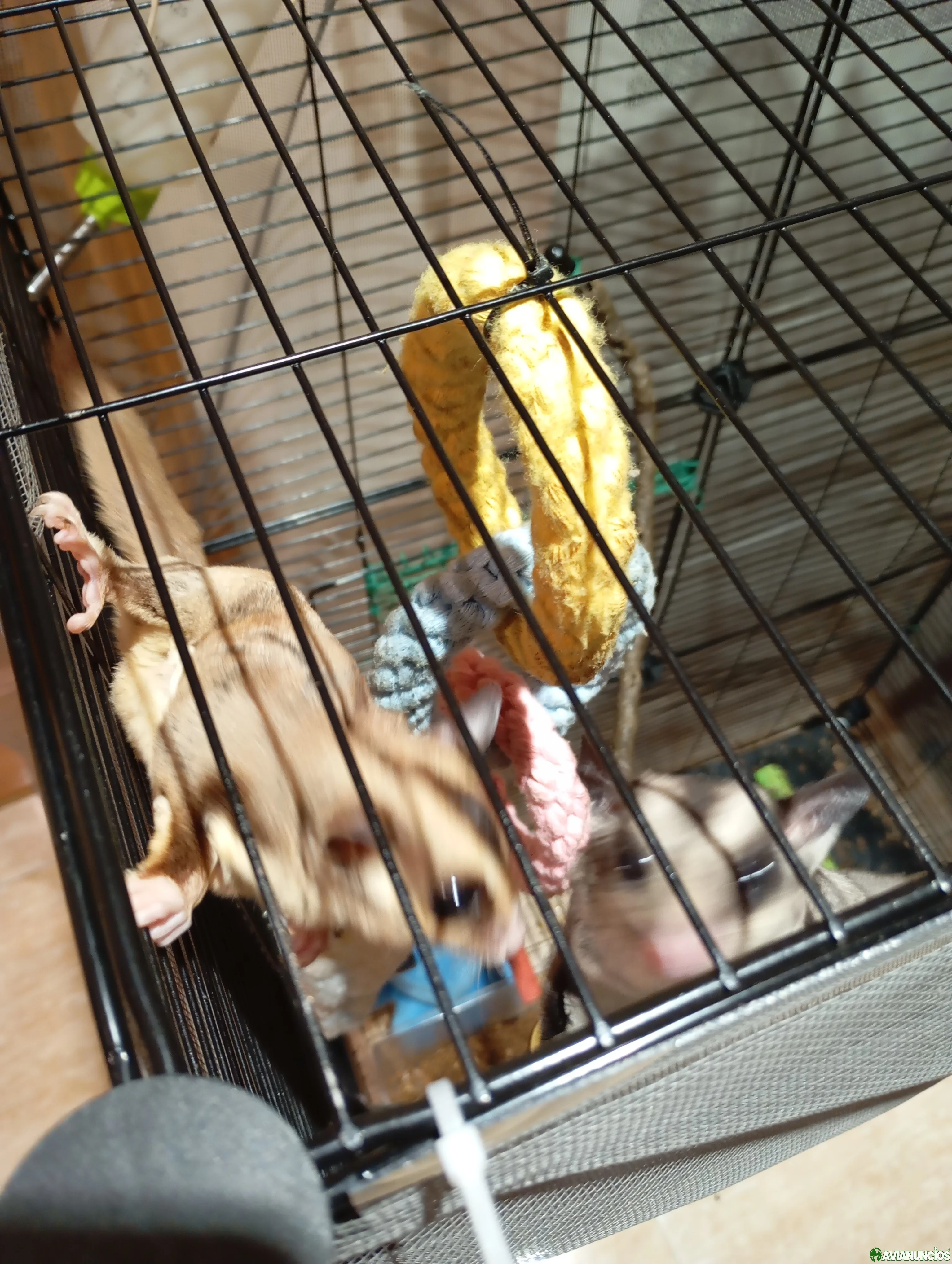 Venta de Petauros del azucar