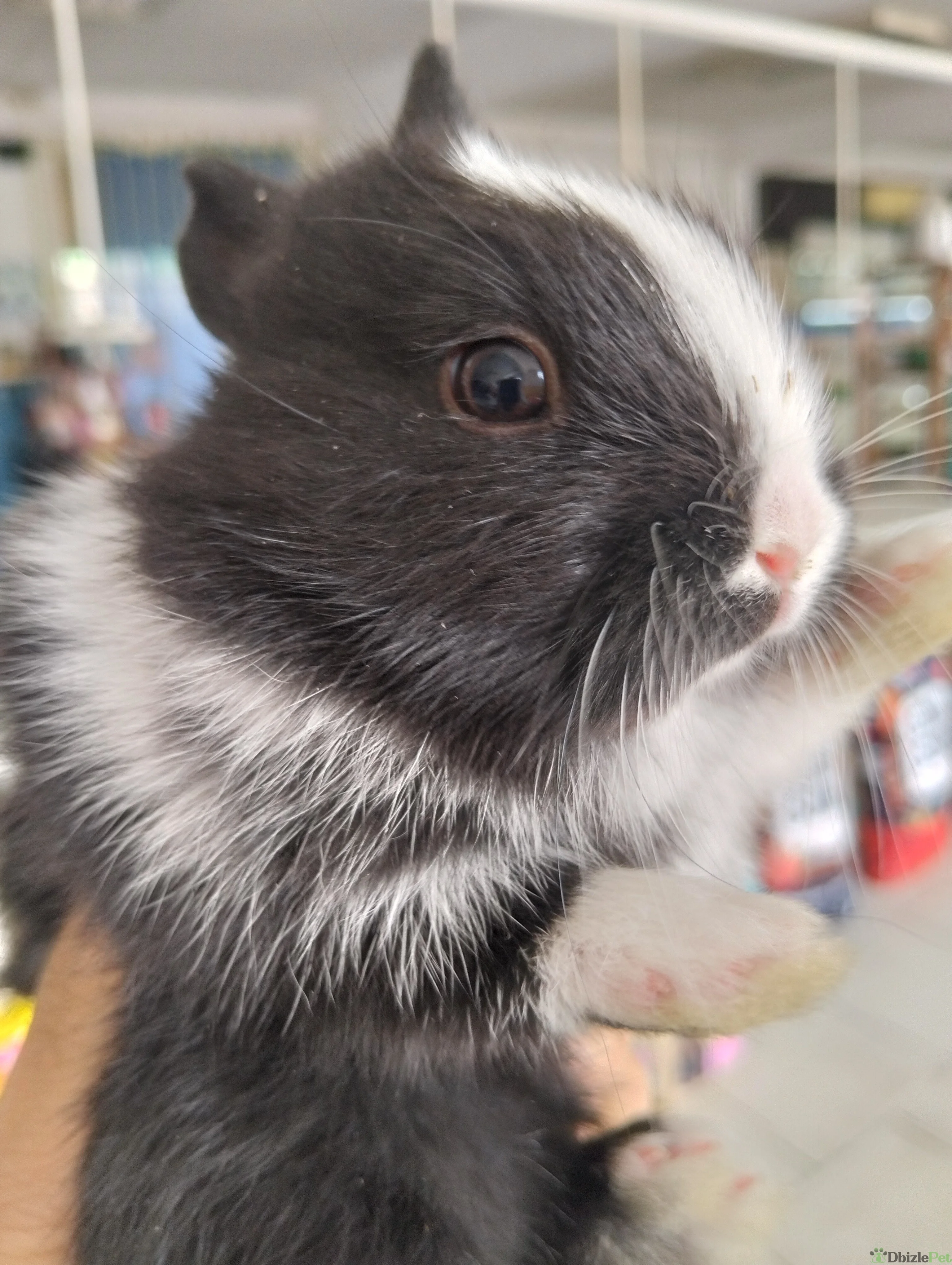 Conejito enano holandes