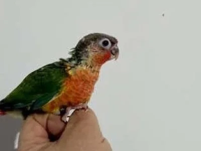 Pyrrhuras papilleras con 3 tomas