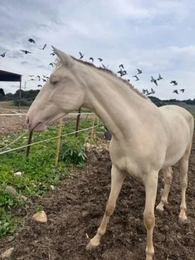 POTRA PRE BAYA PERLA 20 meses