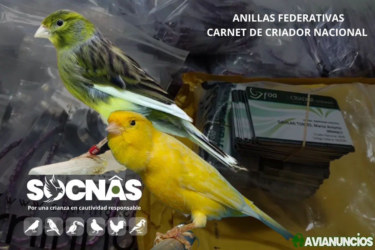 Canarios Timbrados Anillas Federadas