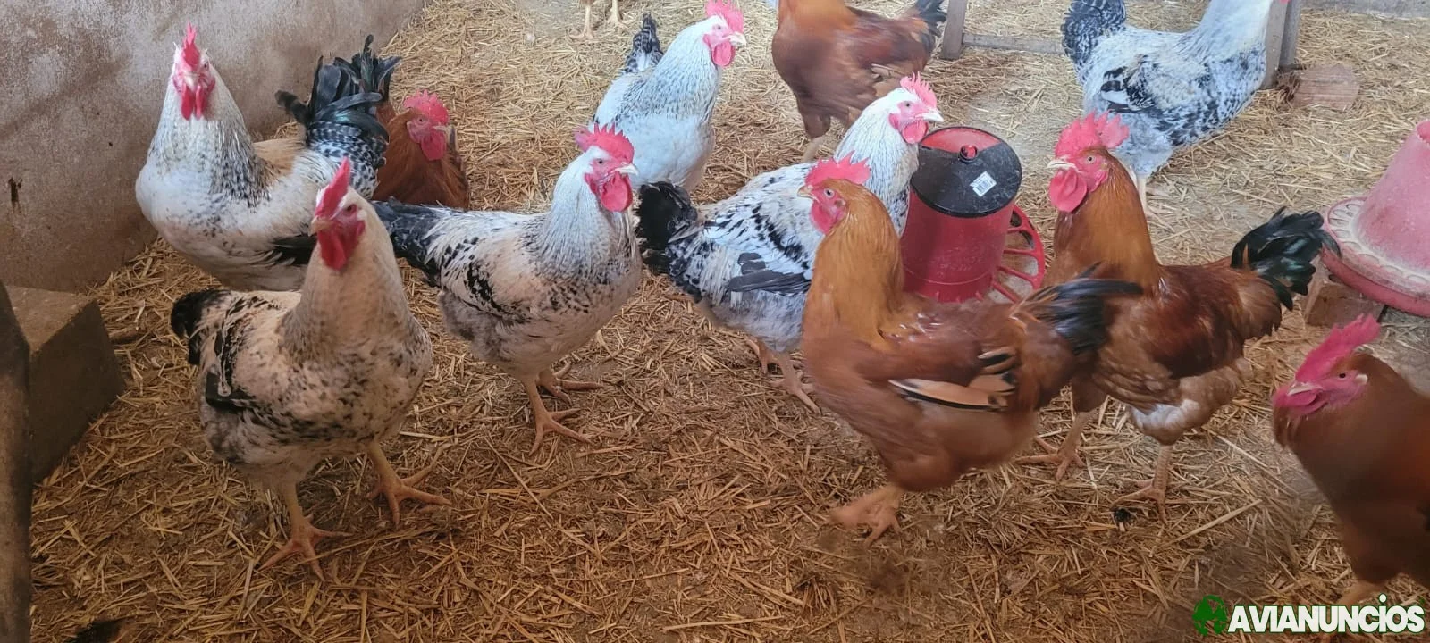 Pollos de corral