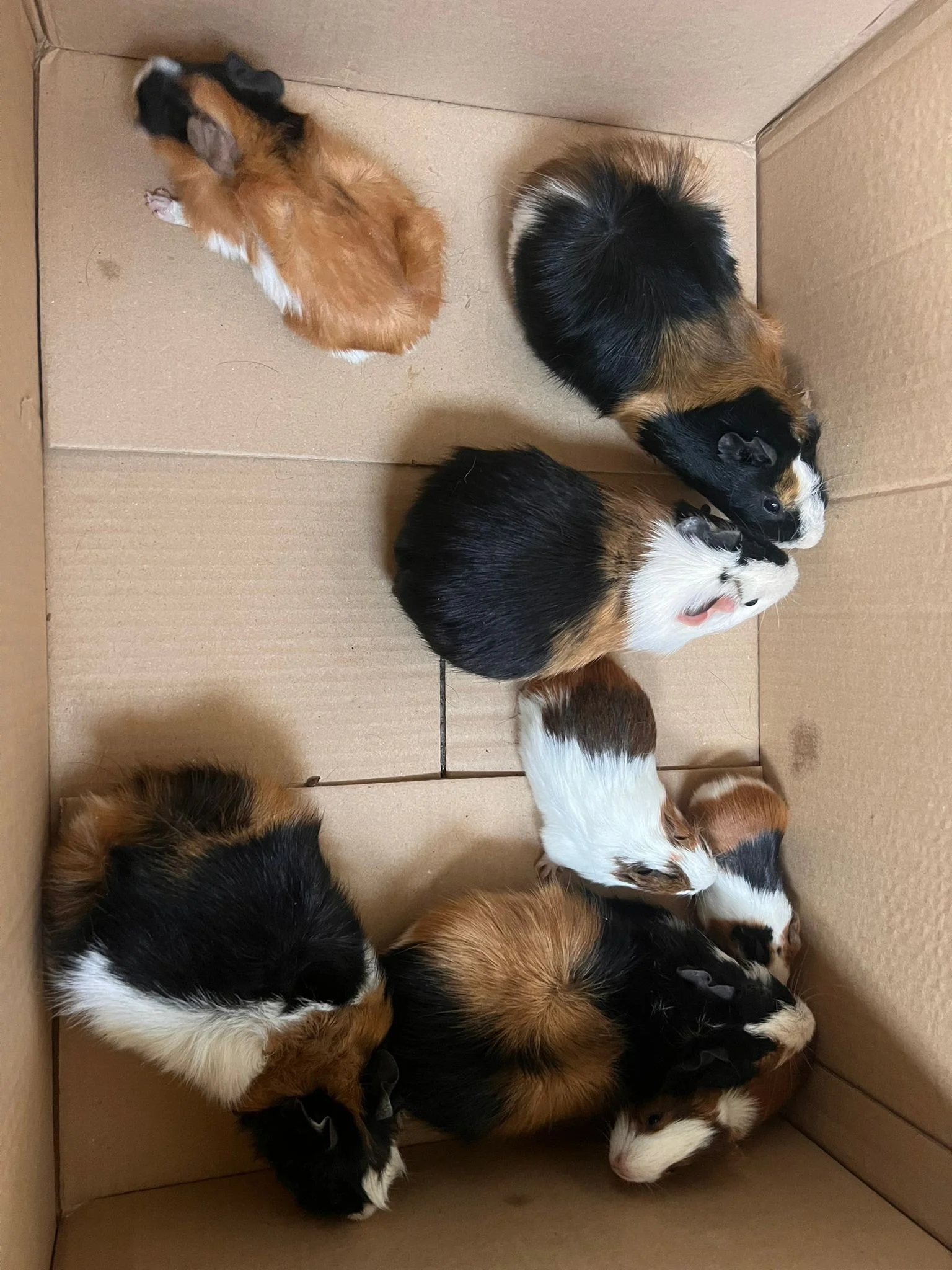 COBAYAS ADULTAS Y BEBES