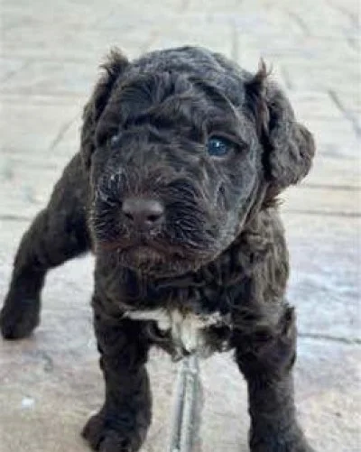 Perro agua chocolate