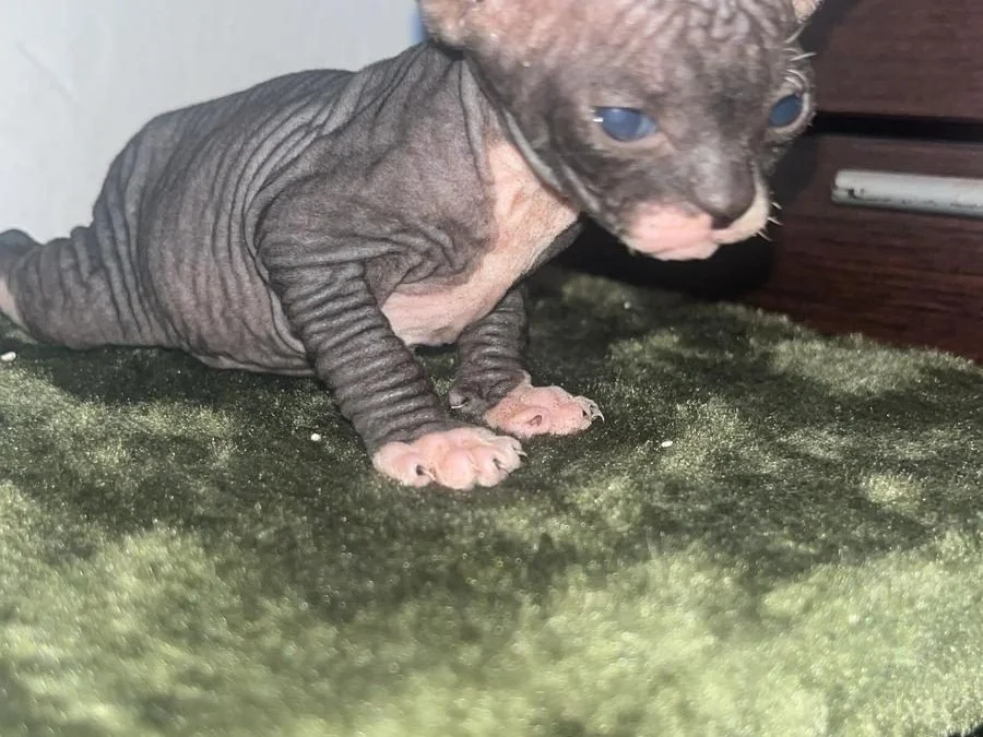 Sphynx gatita