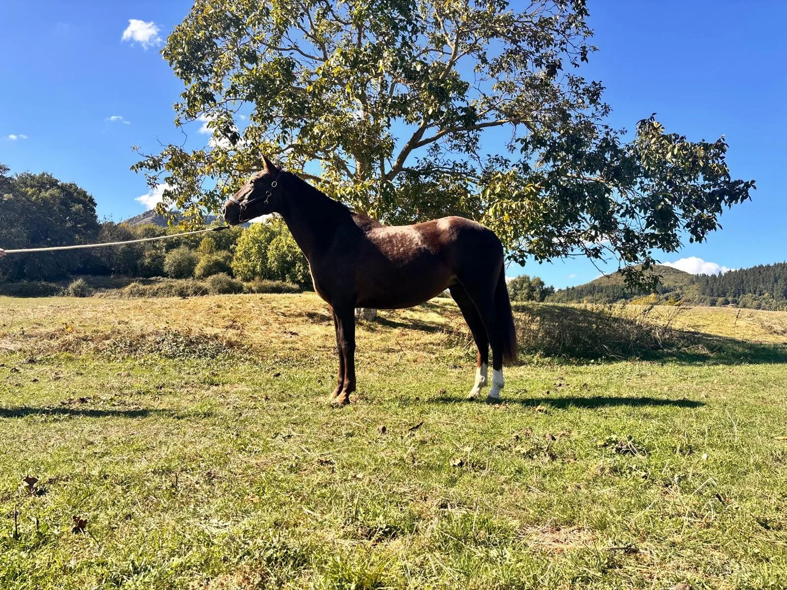 Potra 3,5 años CDE PRE-Centroeuropea
