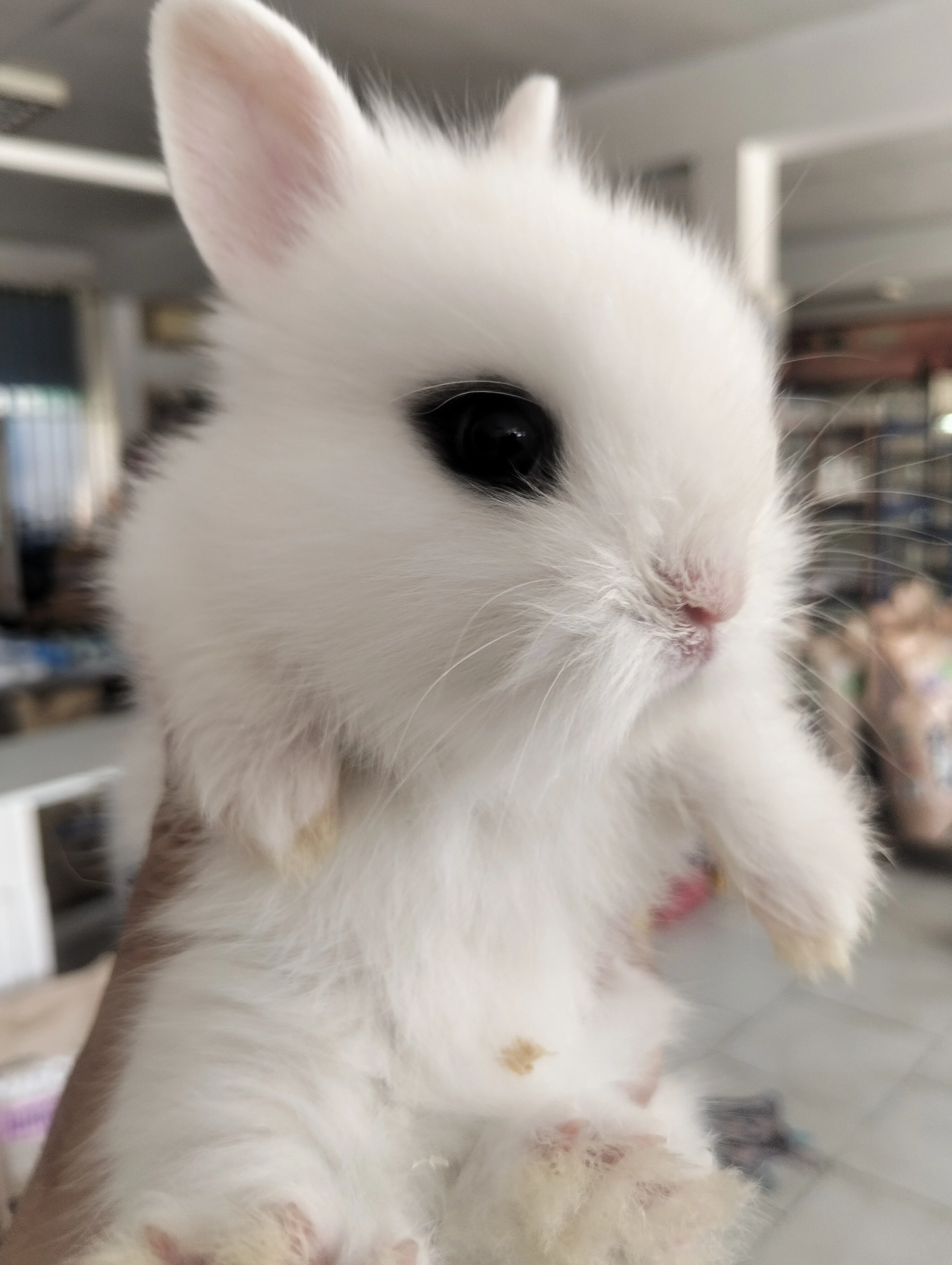 Conejo enano holandes