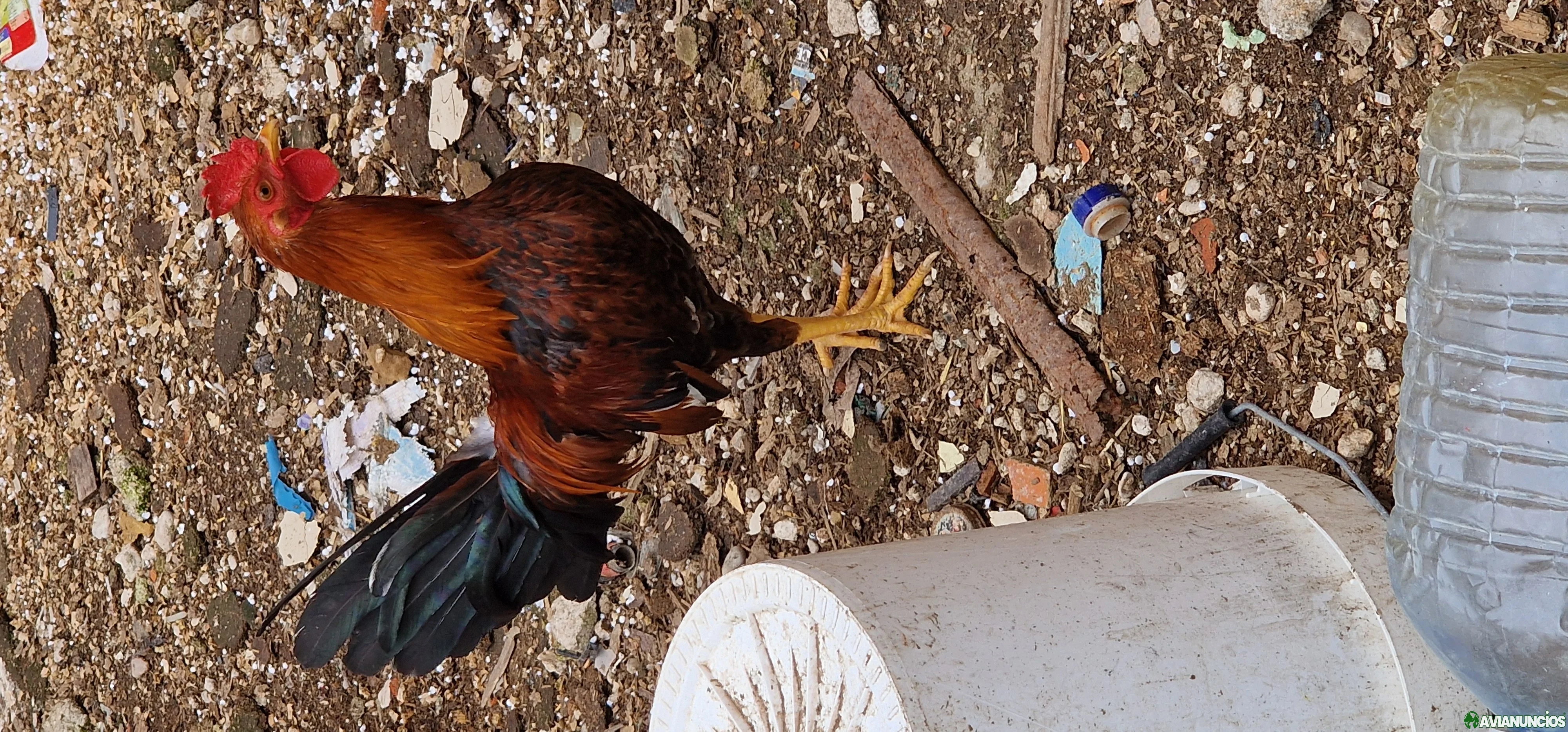 Pollos combatiente español