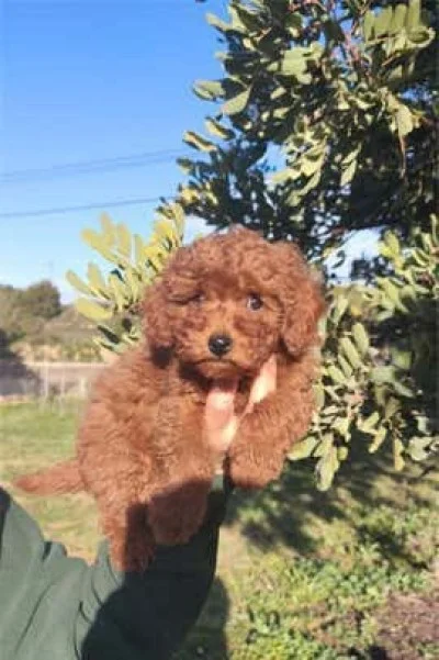 🐶 CANICHE TOY DISPONIBLE 🐶