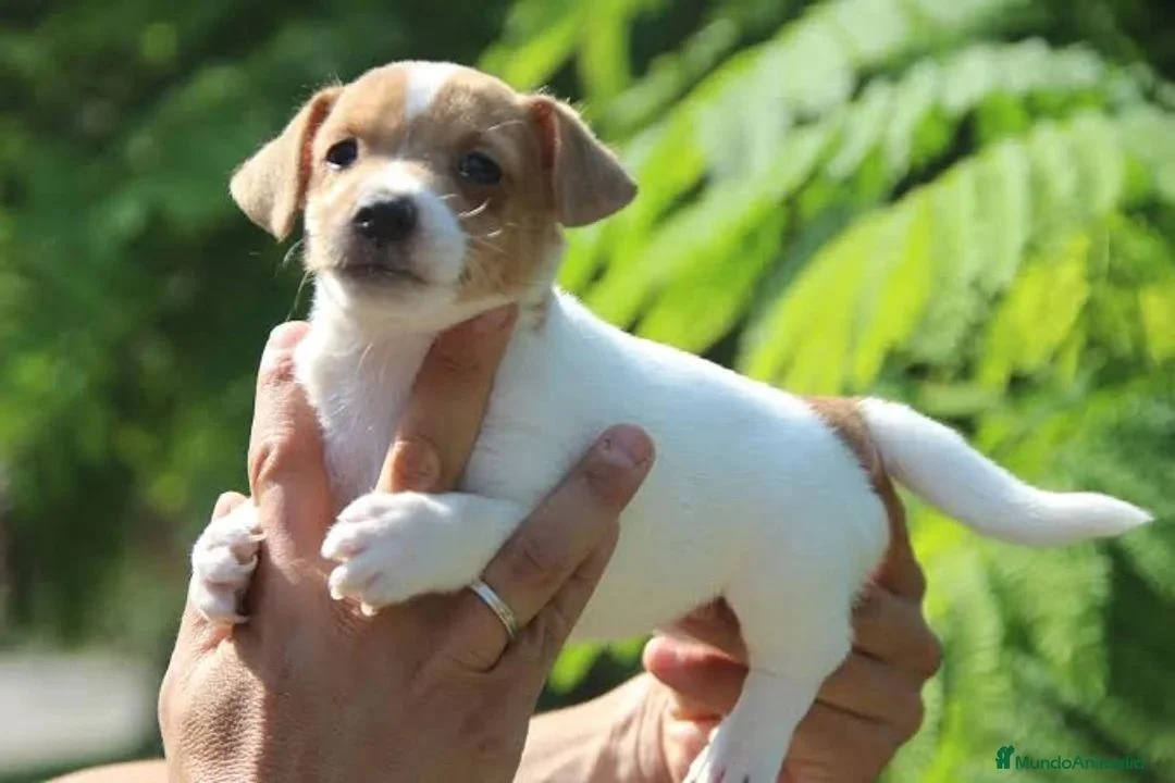 Jack Russell preciosos patitas cortas