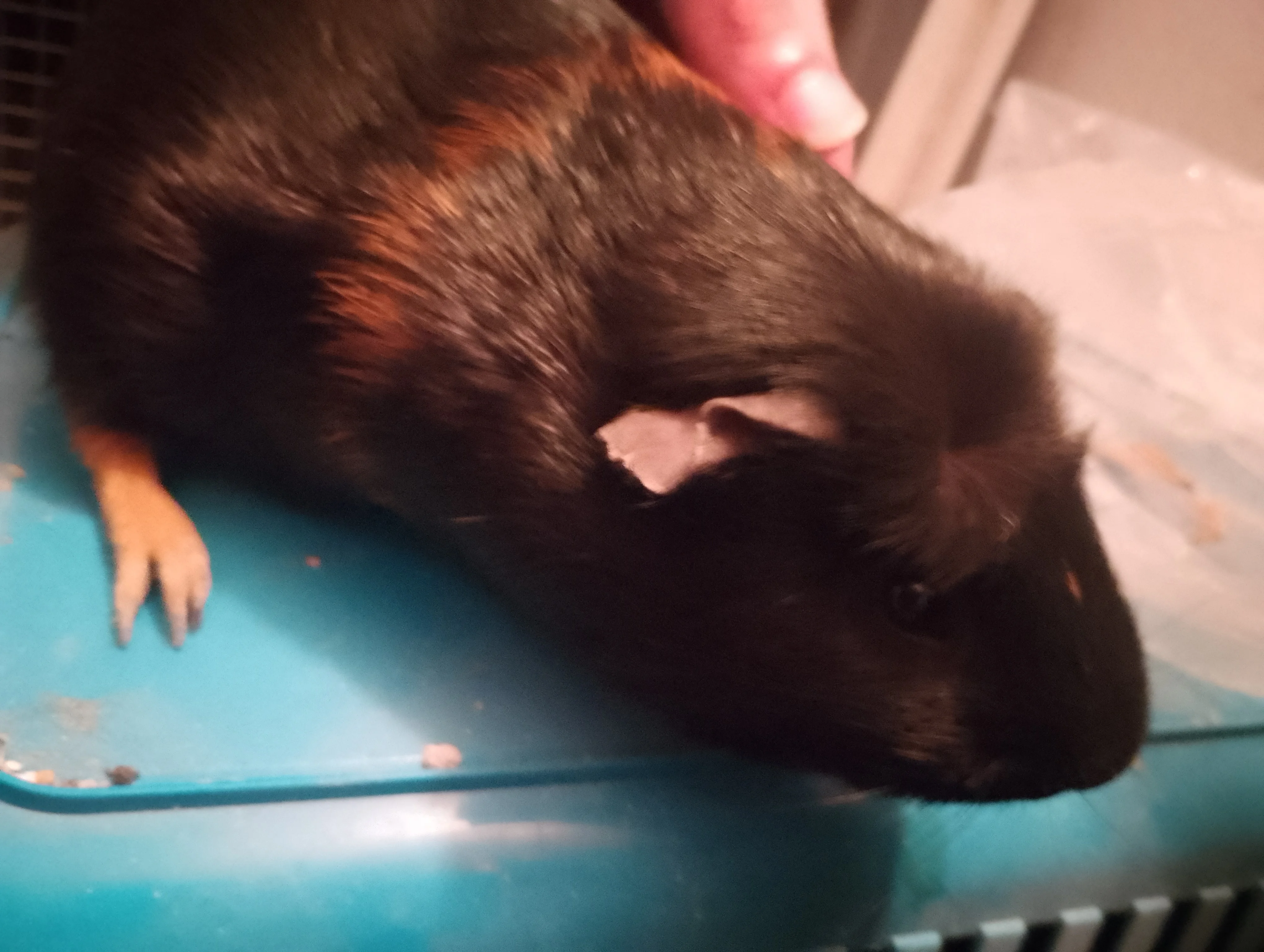 Buenos días, cobayas en Tarancón a10€ gracias.