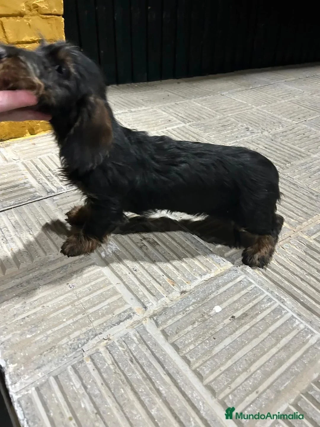 Tekel pelo duro Macho de Exposición