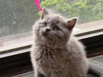 british shorthair blue