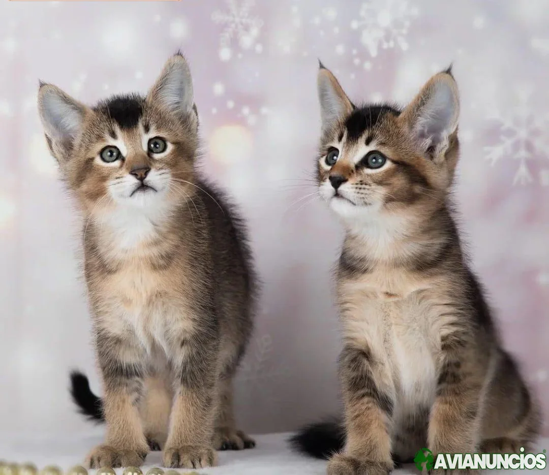 Magníficos gatitos Caracat disponibles para la venta