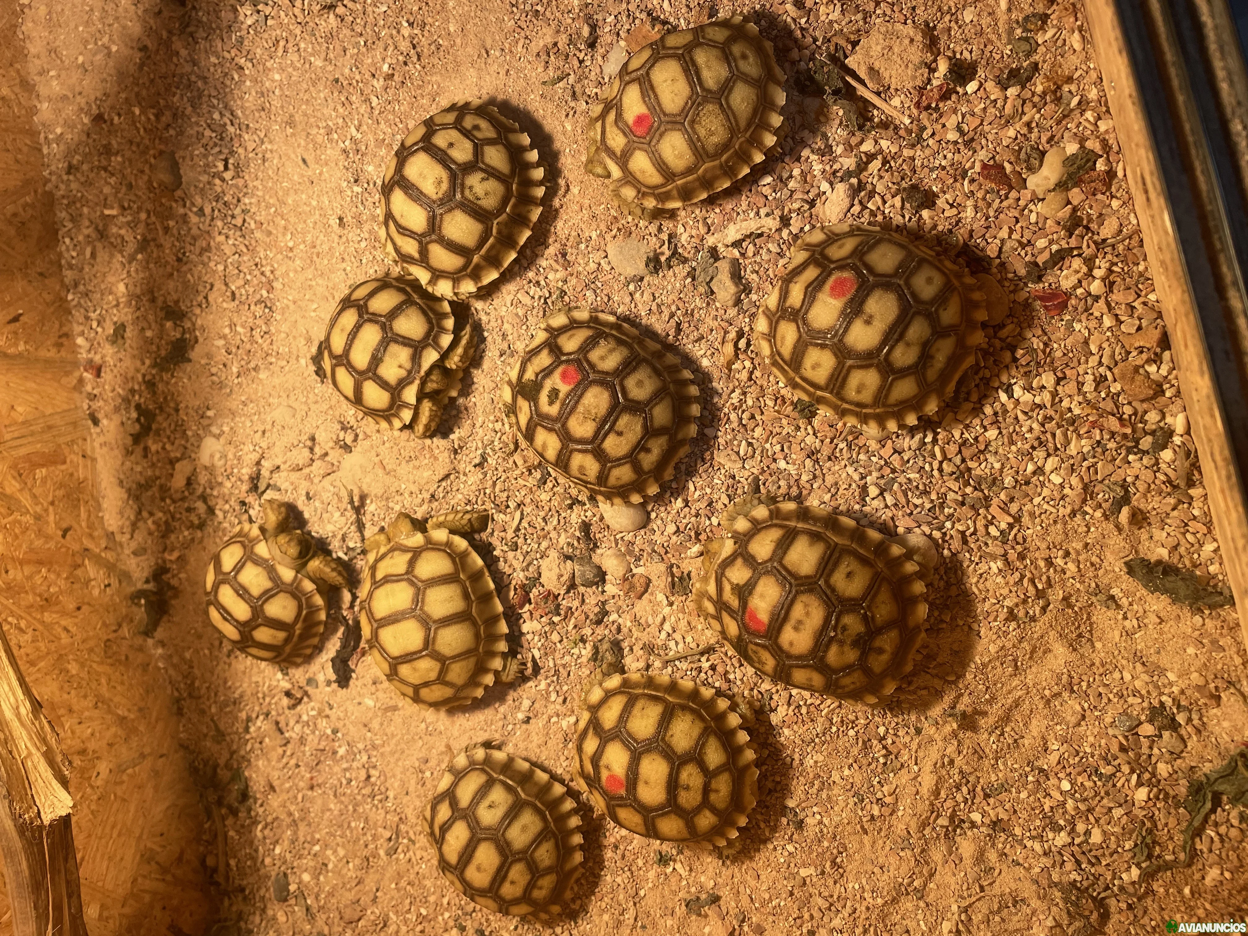 Tortugas de tierra