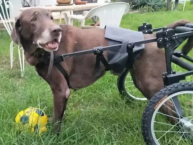Sillas de ruedas para perros