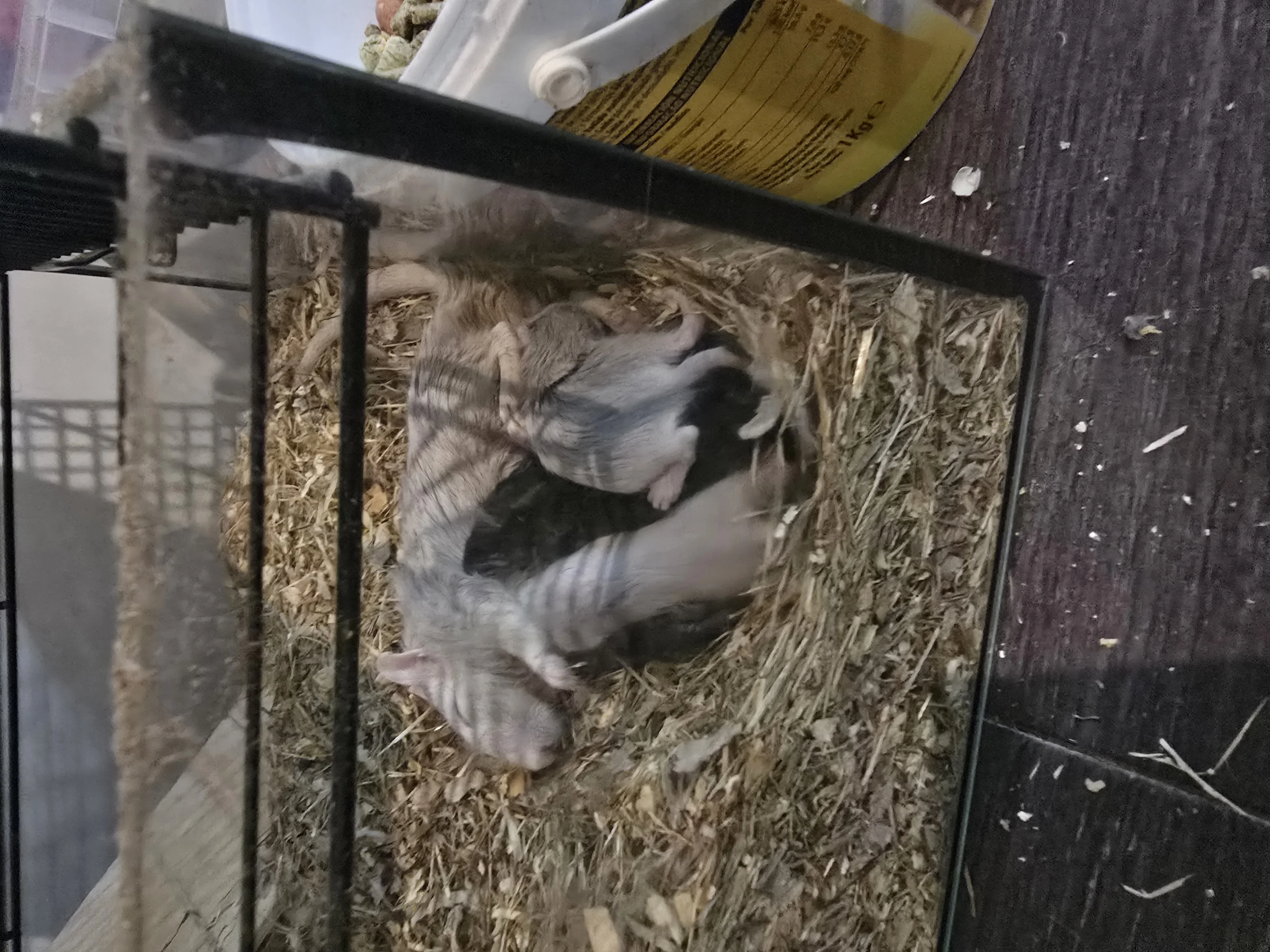 Jerbos jóvenes a 3 cada uno