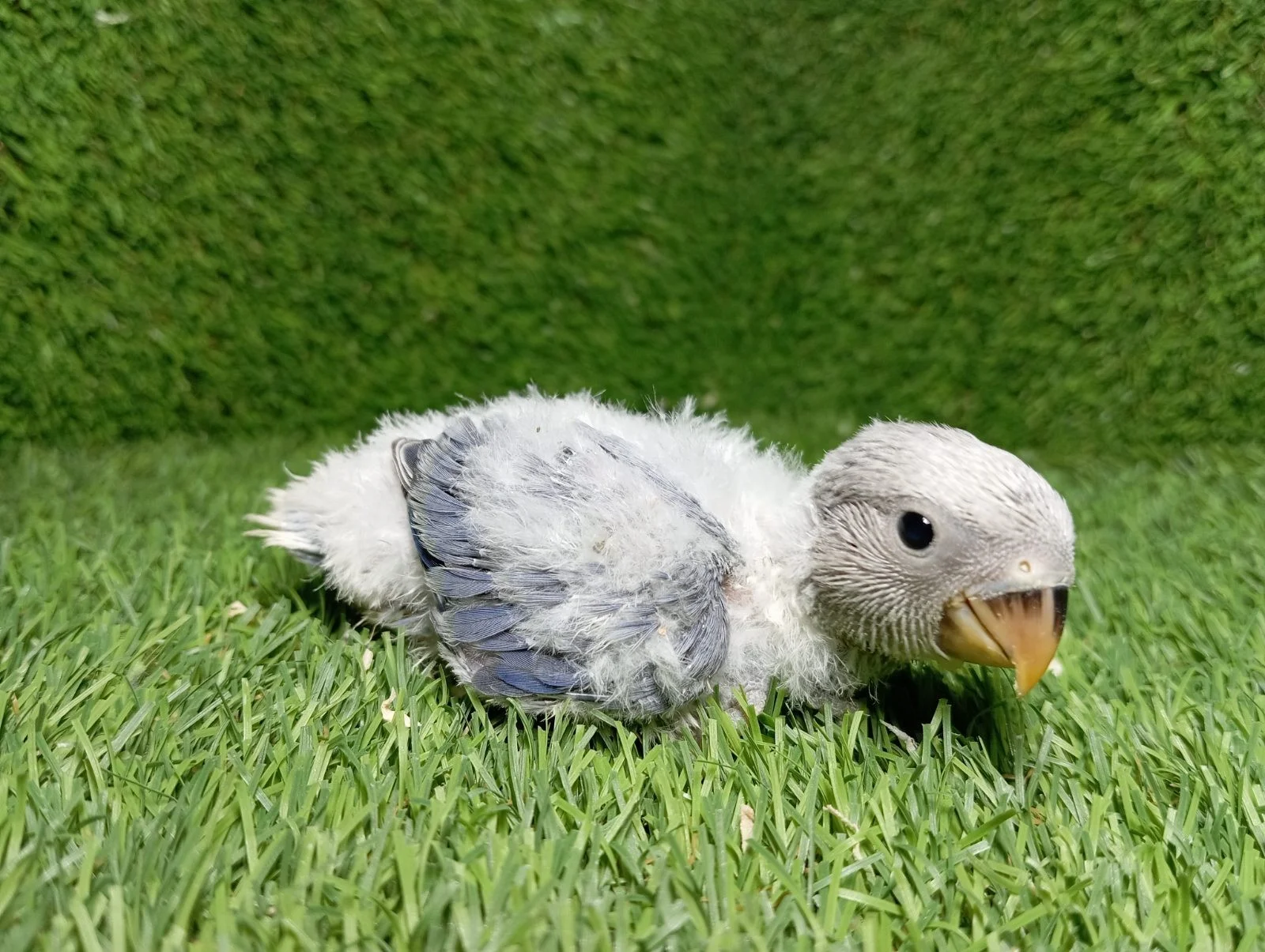 Agapornis Papilleros