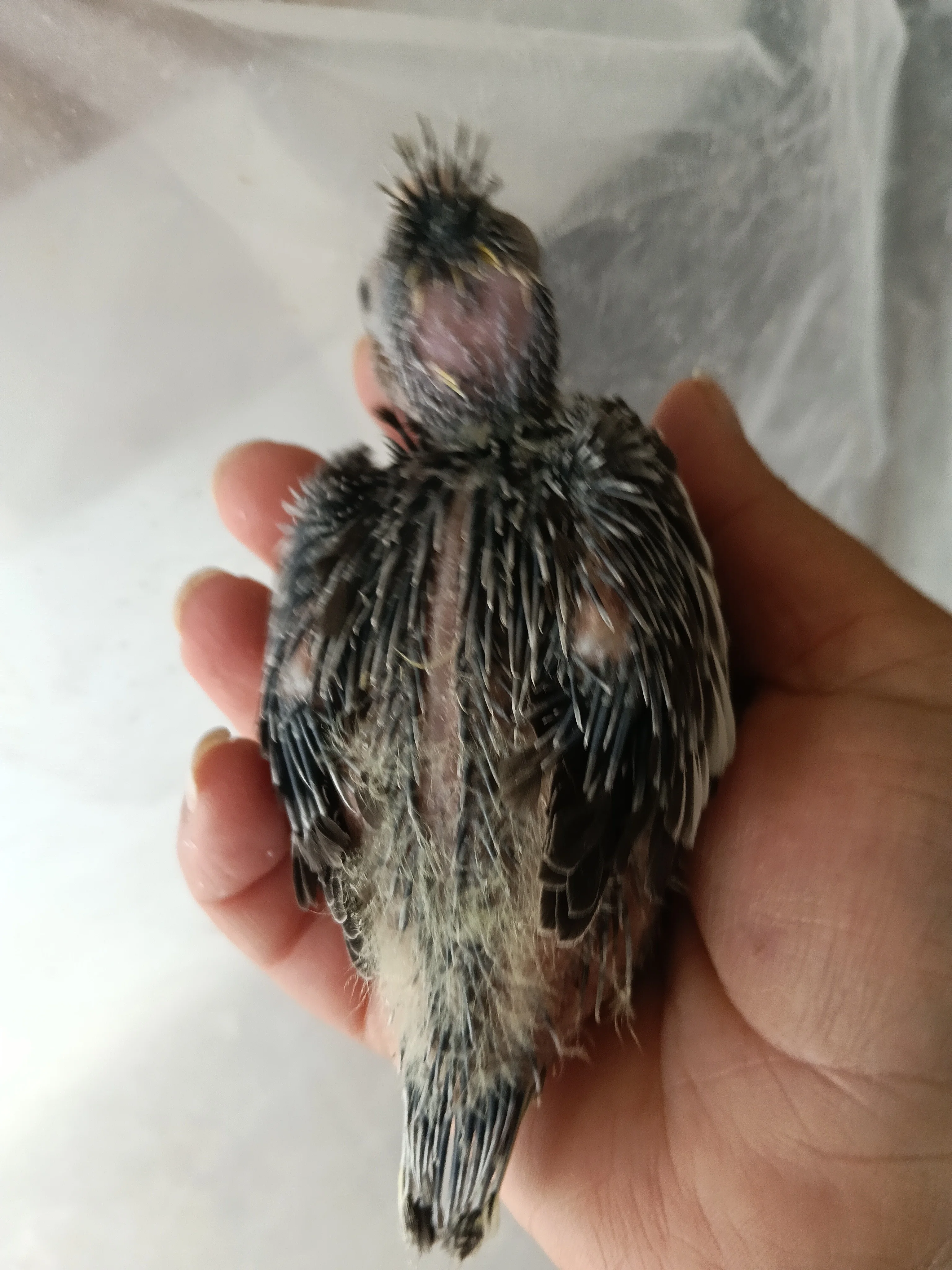 Se ceden Ninfas papilleras